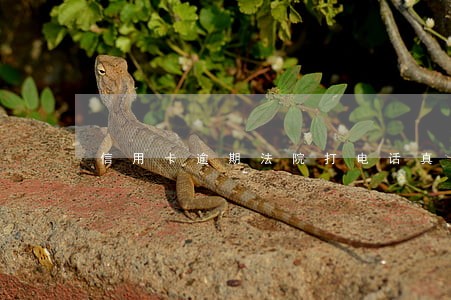 信用卡逾期法院打电话真的吗