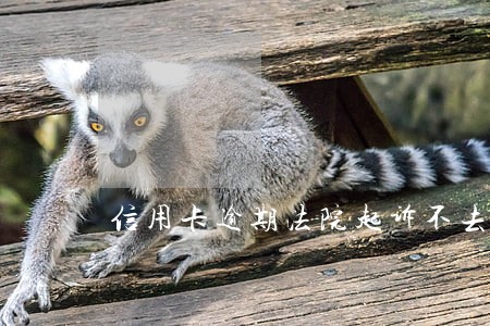 信用卡逾期法院起诉不去会怎么样 信用卡逾期法院起诉不去会怎么样