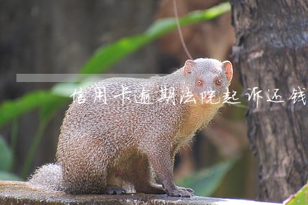 信用卡逾期法院起诉还钱之后 信用卡逾期法院起诉还钱之后