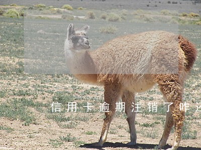信用卡逾期注销了咋还钱 信用卡逾期注销了咋还钱