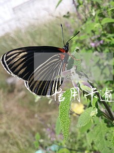信用卡逾期注销后怎么恢复正常 信用卡逾期注销后怎么恢复正常
