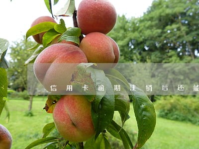 信用卡逾期注销后还能恢复吗 信用卡逾期注销后还能恢复吗