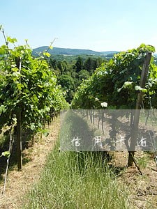 信用卡逾期注销还能恢复吗 信用卡逾期注销还能恢复吗