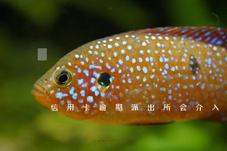 信用卡逾期派出所会介入么 信用卡逾期派出所会介入么