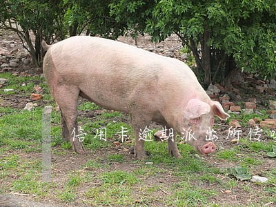 信用卡逾期派出所传唤拘留 信用卡逾期派出所传唤拘留
