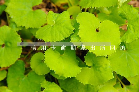 信用卡逾期派出所回访 信用卡逾期派出所回访