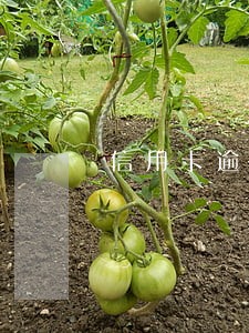 信用卡逾期派出所要拿钱放人 信用卡逾期派出所要拿钱放人