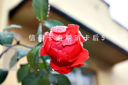 信用卡逾期消卡后5年后更新吗 信用卡逾期消卡后5年后更新吗
