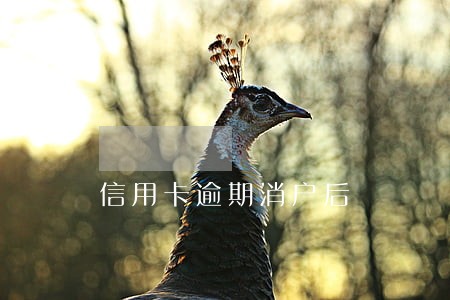 信用卡逾期消户后 信用卡逾期消户后