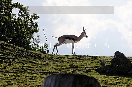信用卡逾期消除广告