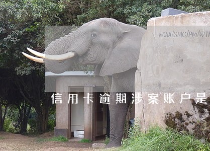 信用卡逾期涉案账户是啥意思 信用卡逾期涉案账户是啥意思