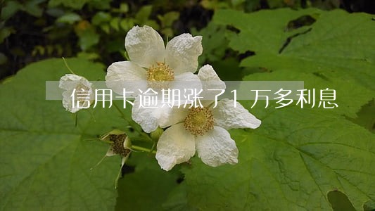 信用卡逾期涨了1万多利息 信用卡逾期涨了1万多利息