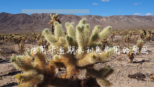 信用卡逾期涨利息费用的原因 信用卡逾期涨利息费用的原因