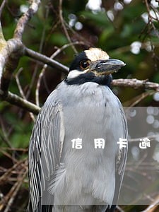 信用卡逾期深圳户口6