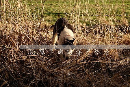 信用卡逾期深户积分 信用卡逾期深户积分