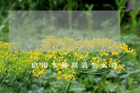 信用卡逾期清怎么办 信用卡逾期清怎么办