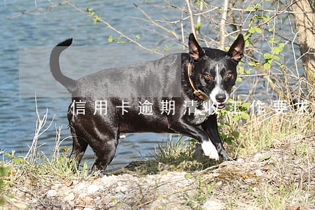 信用卡逾期清收工作要求 信用卡逾期清收工作要求