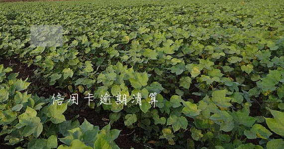 信用卡逾期清算 信用卡逾期清算
