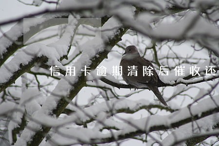 信用卡逾期清除后催收还打电话 信用卡逾期清除后催收还打电话