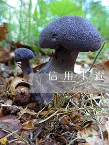 信用卡逾期滚动更新
