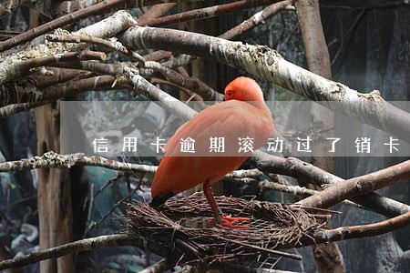 信用卡逾期滚动过了销卡可以吗 信用卡逾期滚动过了销卡可以吗