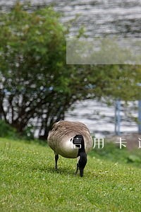 信用卡逾期滞纳费 信用卡逾期滞纳费