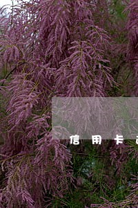 信用卡逾期滞纳金一般多少 信用卡逾期滞纳金一般多少