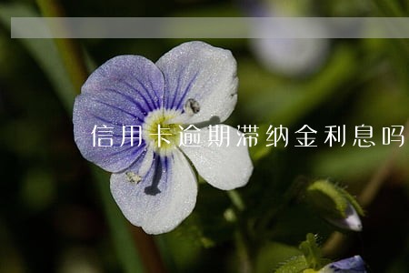 信用卡逾期滞纳金利息吗 信用卡逾期滞纳金利息吗