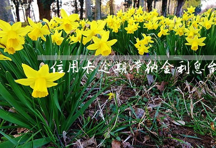 信用卡逾期滞纳金利息能不交吗 信用卡逾期滞纳金利息能不交吗