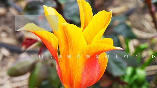 信用卡逾期滞纳金和违约金的区别 信用卡逾期滞纳金和违约金的区别