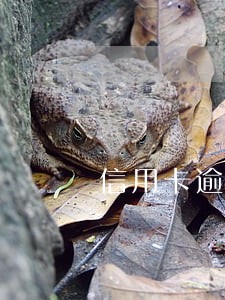 信用卡逾期滞纳金太高 信用卡逾期滞纳金太高