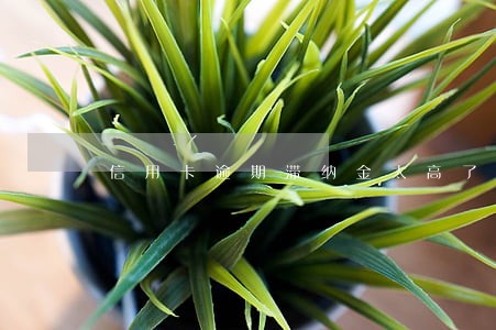 信用卡逾期滞纳金太高了怎么办 信用卡逾期滞纳金太高了怎么办