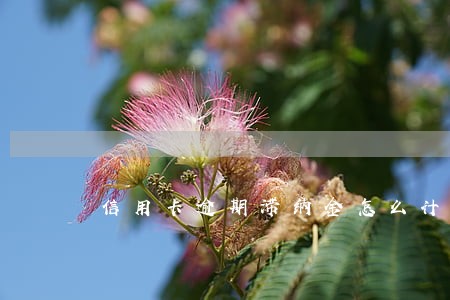 信用卡逾期滞纳金怎么计算器 信用卡逾期滞纳金怎么计算器
