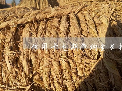 信用卡逾期滞纳金是按月还是日 信用卡逾期滞纳金是按月还是日