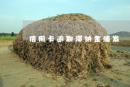 信用卡逾期滞纳金浦发