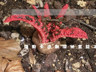 信用卡逾期滞纳金能减免么 信用卡逾期滞纳金能减免么