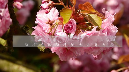 信用卡逾期滞纳金计算方式 信用卡逾期滞纳金计算方式