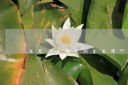 信用卡逾期滞纳金高得吓人合法么 信用卡逾期滞纳金高得吓人合法么
