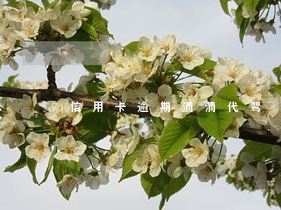 信用卡逾期滴滴代驾 信用卡逾期滴滴代驾
