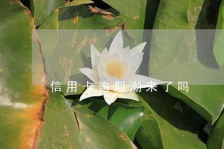 信用卡逾期潮来了吗 信用卡逾期潮来了吗