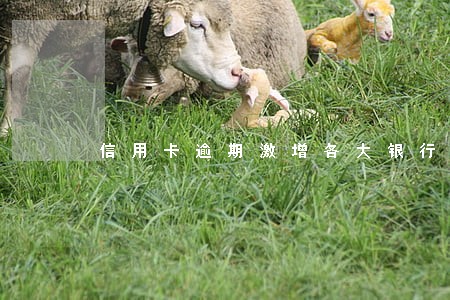信用卡逾期激增各大银行放水 信用卡逾期激增各大银行放水