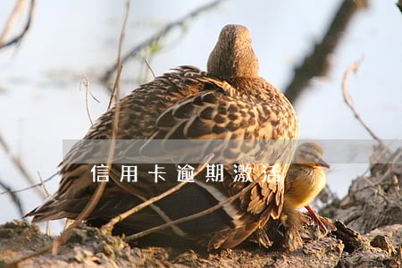 信用卡逾期激活