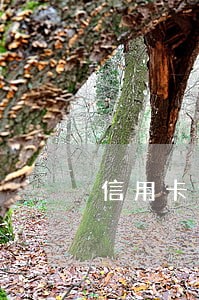 信用卡逾期热度最高的国家 信用卡逾期热度最高的国家