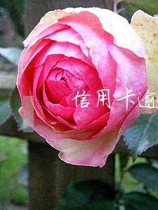 信用卡逾期然后被冻结 信用卡逾期然后被冻结