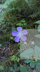 信用卡逾期父母不管了怎么办 信用卡逾期父母不管了怎么办