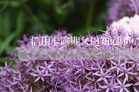信用卡逾期父母知道了 信用卡逾期父母知道了