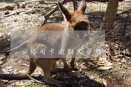 信用卡逾期父母能借到钱吗