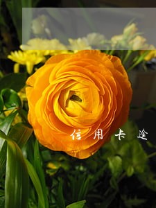 信用卡逾期牡丹卡还能用吗 信用卡逾期牡丹卡还能用吗