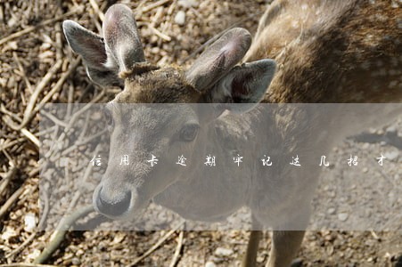 信用卡逾期牢记这几招才能补救 信用卡逾期牢记这几招才能补救