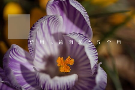 信用卡逾期状态5个月